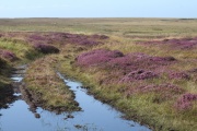 Late Summer Heather