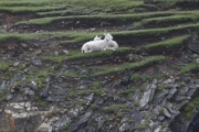 A Cuddle on the Cliff