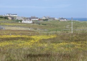 Buttercup Time in Lewis