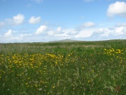 Wild Flower in Berneray